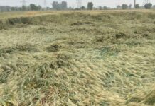 किसानों को राहत का भरोसा, CM साय बोले- फसल नुकसान का सर्वे कर देंगे मुआवजा