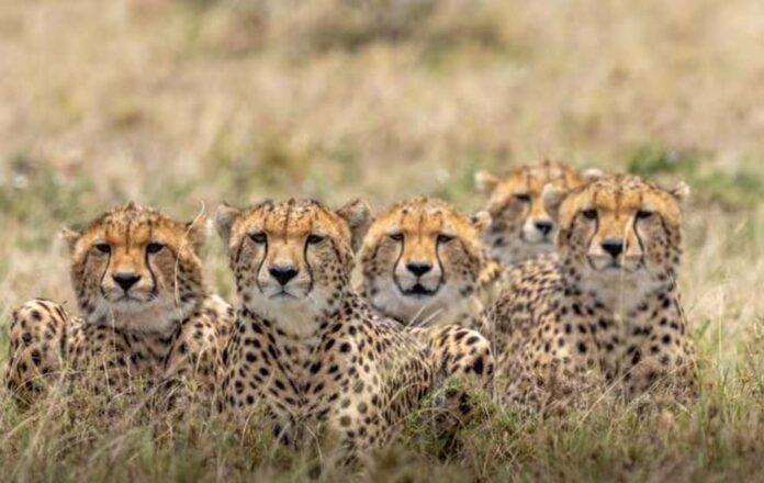 cheetah_safar_4A_121_1.jpg