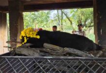 नंदनवन जू एवं जंगल सफारी में 25 वर्षीय मादा हिमालयन भालू ‘फफोरी’ की मौत