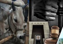 छत्तीसगढ़ में गौ हत्या के आरोपियों को कानूनी मदद देने पर वकीलों का रुख स्पष्ट, जारी किया लिखित पत्र