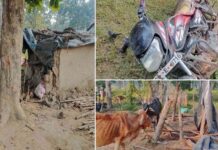 CG में हाथियों के हमले से दहशत, सुबह 3 बजे गांव में मची अफरा-तफरी