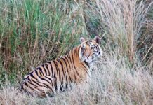 बांधवगढ़, कान्हा, संजय गांधी और अचानकमार टाइगर रिजर्व के बीच वन्यजीवों की सुरक्षित आवाजाही के लिए महत्वपूर्ण