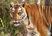 दमोह के वीरांगना दुर्गावती टाइगर रिजर्व में खुशखबरी, 6 महीने के हुए बाघिन N-6 के चारों शावक